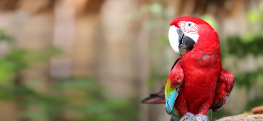 Red Macaw Parrot On Nature Background