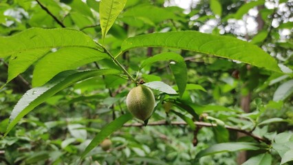산속에 자생하는 자연상태의  개복숭아