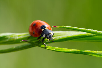 Obraz premium ladybird at morning on green leaf. close-up