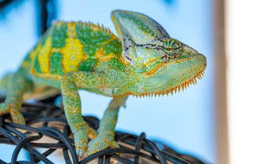 Naklejka premium wild green and yellow chameleon lizard outdoor