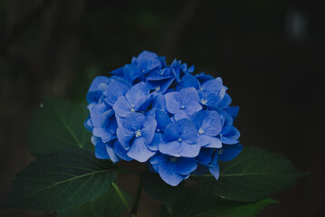 満開の紫陽花、高幡不動尊にて