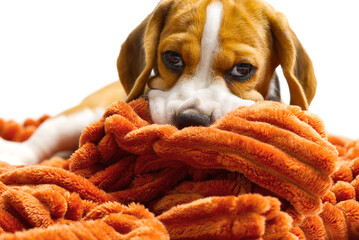 Beagle puppy lies with a warm orange blanket on white backdrop. close-up portrait of Beagle puppy.