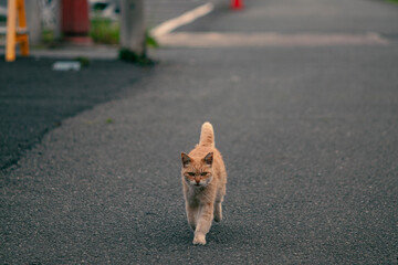 街中の猫