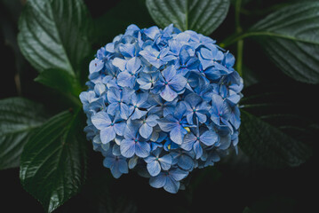 Obraz premium 満開の紫陽花、高幡不動尊にて