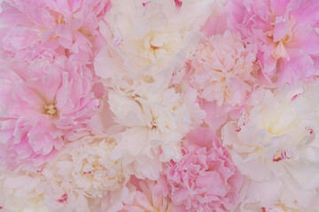 Delicate pink and white peonies. Background or texture.