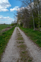 lonely dirt road with meadow and trees

