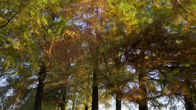 autumn cypress trees with wonderful colors