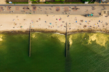 Yellow coniferous pollen in the Baltic Sea, view from a drone