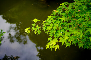 Shorenin Temple in Kyoto.