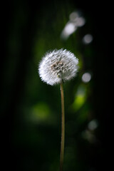 Dandelion in front of a dark background closeup shot