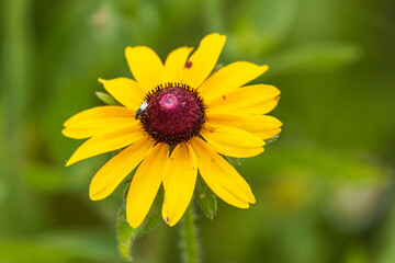 Black-eyed Susan A1R_7592
