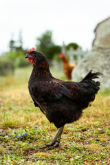 Hen portrait closeup with great detail