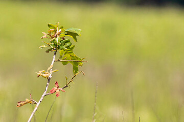 Burr Oak seedling A1R_7602