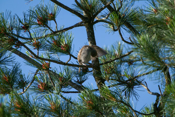 a sparrow perched on a twig from a swiss stone pine