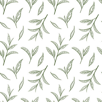 Seamless pattern green tea. Sketch leaf and plant in style hand drawn. Vector illustration, pattern on a white background. Vintage of line design herbal and organic food