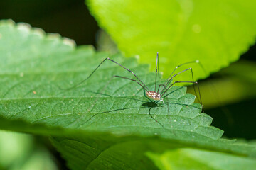 Eastern Harvestman A1R_7675