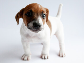 jack russell terrier puppy on white background