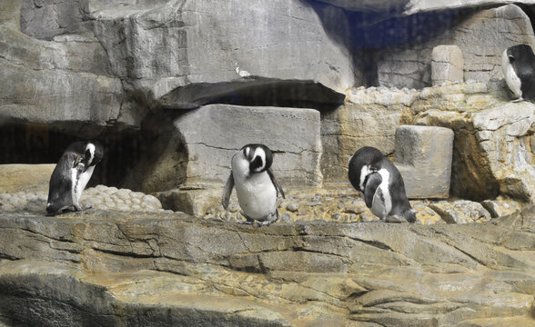 Three cute penguins inside the Chicago Shedd Aquarium, Illinois, USA