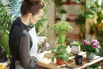 Obraz premium woman in rubber gloves in sunny day watering plant