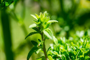 Obraz premium Beautiful green flower spice parsley close-up. macro photo