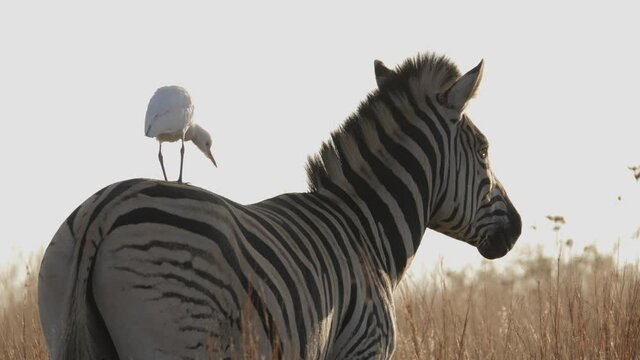 White cattle egret bird standing on zebra in golden hour wilderness