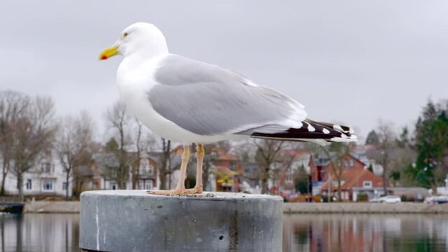 Eine Silberm&ouml;we sitzt auf einem Poller am Hafen
