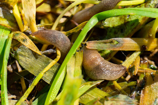Slugg bilder – Bläddra bland 4,071 stockfoton, vektorer och videor ...