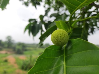 Neolamarckia cadamba fruit. Its other  names burflower tree, laran, Leichhardt pine ,and called kadam. Kadam features in Indian religions and mythologies. The color of Kadamba fruit is orage.