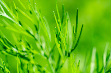 Beautiful green flower spice dill close-up. macro photo