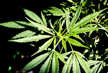 Top of a marijuana cannabis pot plant in bright sunshine