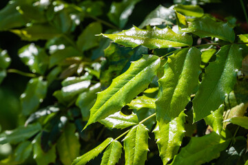 Mahonia aquifolium or Oregon bush in spring garden. Green young leaves of evergreen plant on blurred background of green leaves. Selective focus. Spring evergreen landscaped garden.