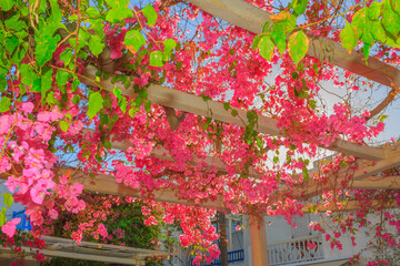 Greece Mykonos, bougainvillea rooftop