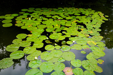 Heian Jingu Shrine in Kyoto.