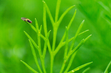 Beautiful green flower spice dill close-up. macro photo
