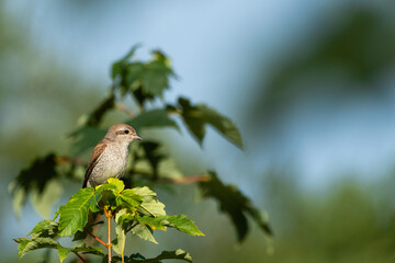 Beautiful nature scene with Red-backed Shrike (Lanius collurio). Red-backed Shrike (Lanius collurio) in the nature habitat. Wildlife shot of Red-backed Shrike (Lanius collurio) on the branch. 