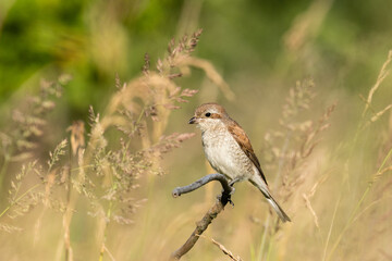 Beautiful nature scene with Red-backed Shrike (Lanius collurio). Red-backed Shrike (Lanius collurio) in the nature habitat. Wildlife shot of Red-backed Shrike (Lanius collurio) on the branch. 