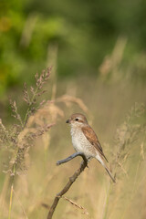 Beautiful nature scene with Red-backed Shrike (Lanius collurio). Red-backed Shrike (Lanius collurio) in the nature habitat. Wildlife shot of Red-backed Shrike (Lanius collurio) on the branch. 