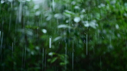 Rain and rain drops Backdrop with green forest, rainy concept