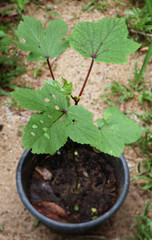 Close up of a leaf damaged by insects on a red Okra or ladies' finger plant planted in a black pot