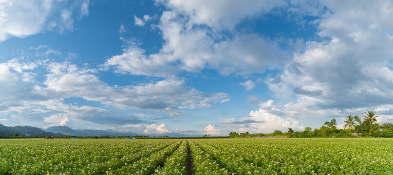 Panorama potato plantation with cloud and blue sky © Mongkol