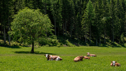 Ländliche Idylle - rotbraunes Fleckvieh (Rinder) liegt auf einer Sommerweide vor dem Waldrand in...