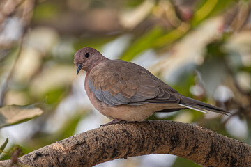 Laughing Dove sitting at the tree