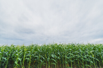 Green corn plantation with blue sky