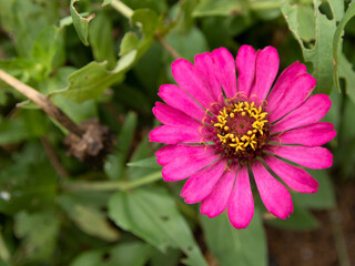 Obraz premium blurred picture of pink zinnia flowers and green leaves in the garden.