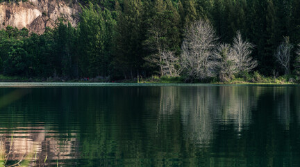 reflection of trees in water