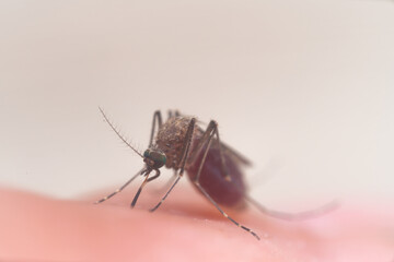 Aedes aegypti Mosquito. Close up a Mosquito sucking human blood,