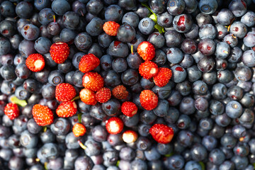Blueberries and strawberries in the sun. Healthy food