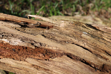 Full frame image of gnarled old weathered tree bark with grain detail