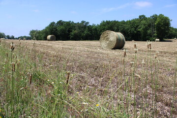 Champs bottes de foin, paille