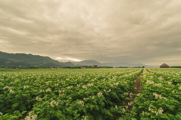 Potato plantation with cloud and blue sky